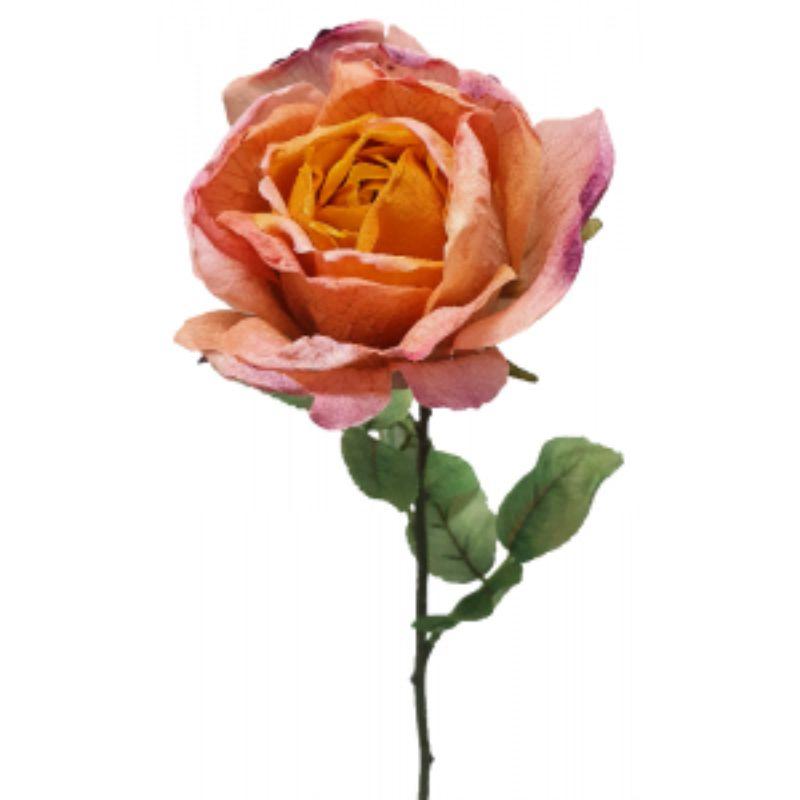 Peach Dried Rose - 20cm x 71cm