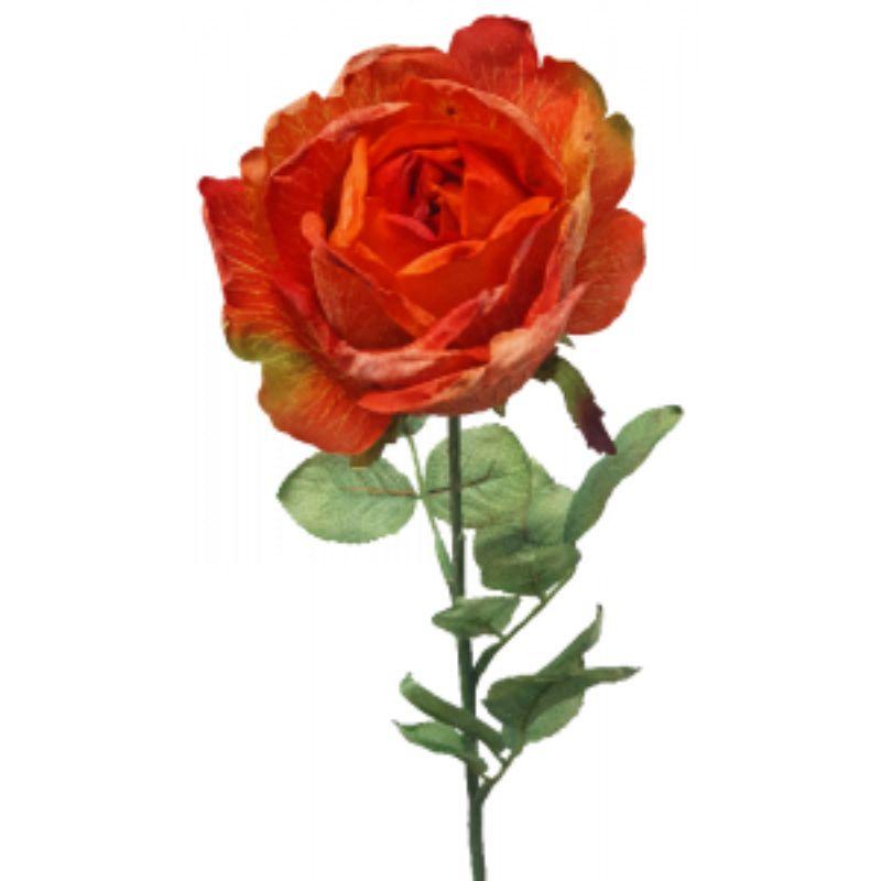 Orange Dried Rose - 20cm x 71cm