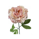 Load image into Gallery viewer, Light Pink Dried Peony Stem - 81cm
