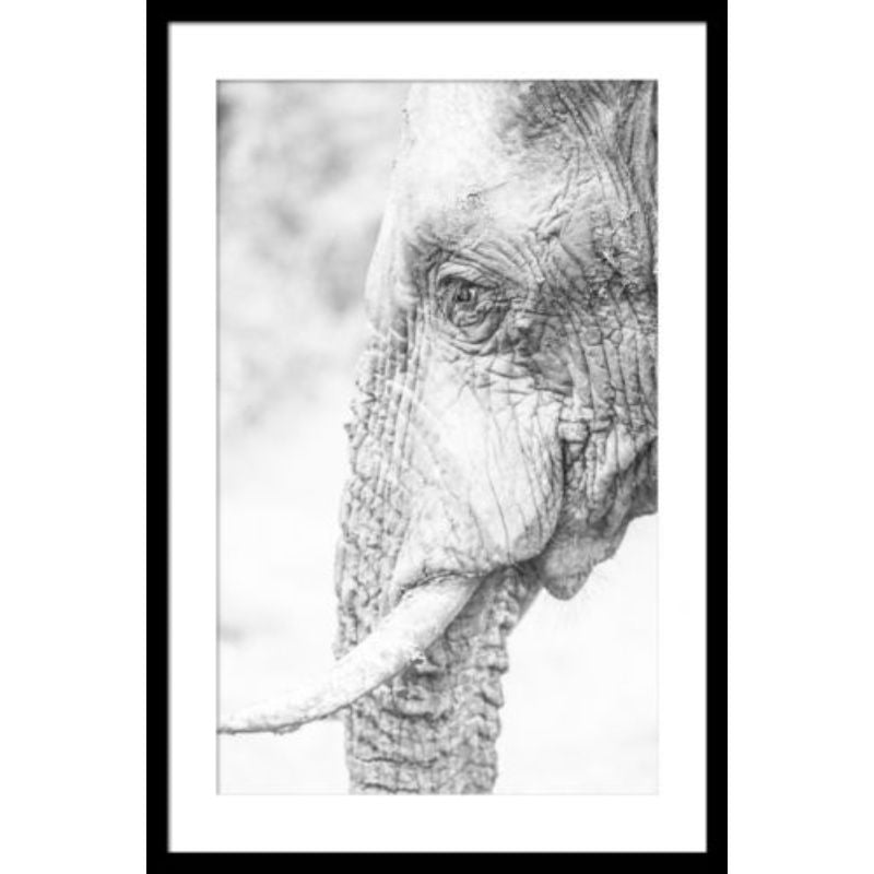 Elephant Side Black Frame - 60cm x 90cm x 4cm