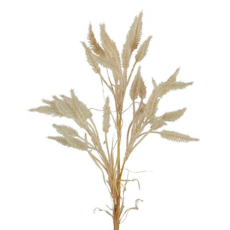 Dried Wheat Grass Stem 63cm Cream