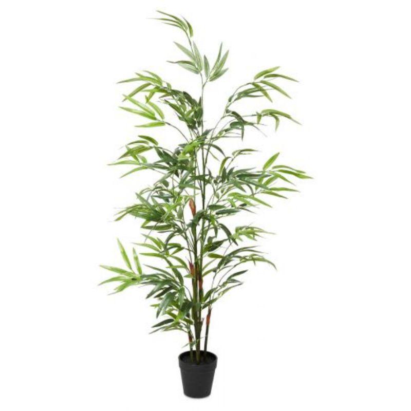 Bamboo Tree in Plastic Pot 90cm - Green