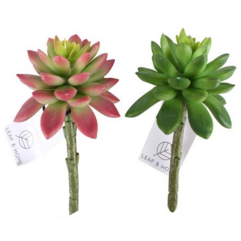 Risco Burst Lotus Succulent - 13cm - The Base Warehouse