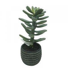 Succulent in Black Ceramic Pot - 40cm - The Base Warehouse