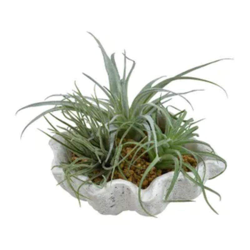 Succulents in Clam Planter - 18cm x 18cm x 15cm - The Base Warehouse