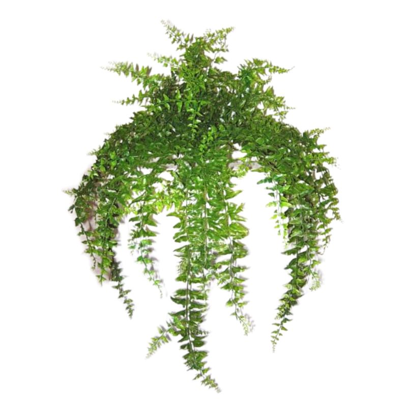 Green Hanging Bakers Fern x 23 - 71cm