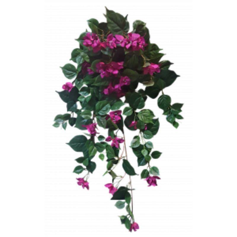 Hanging Bougainviilea Bush - 1m - The Base Warehouse