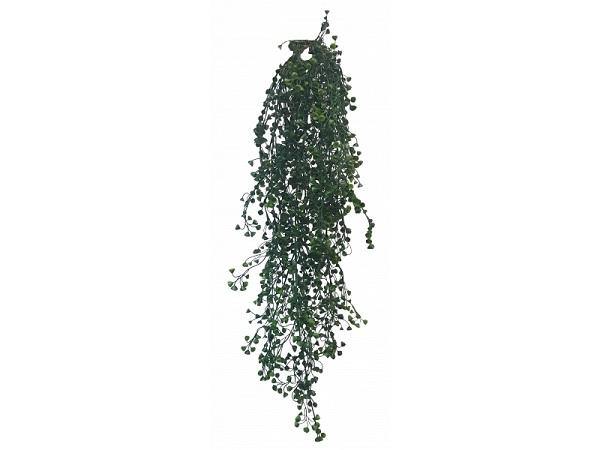 Baby Tear Hanging Bush - The Base Warehouse