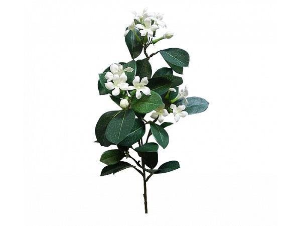 White Stephanotis - The Base Warehouse