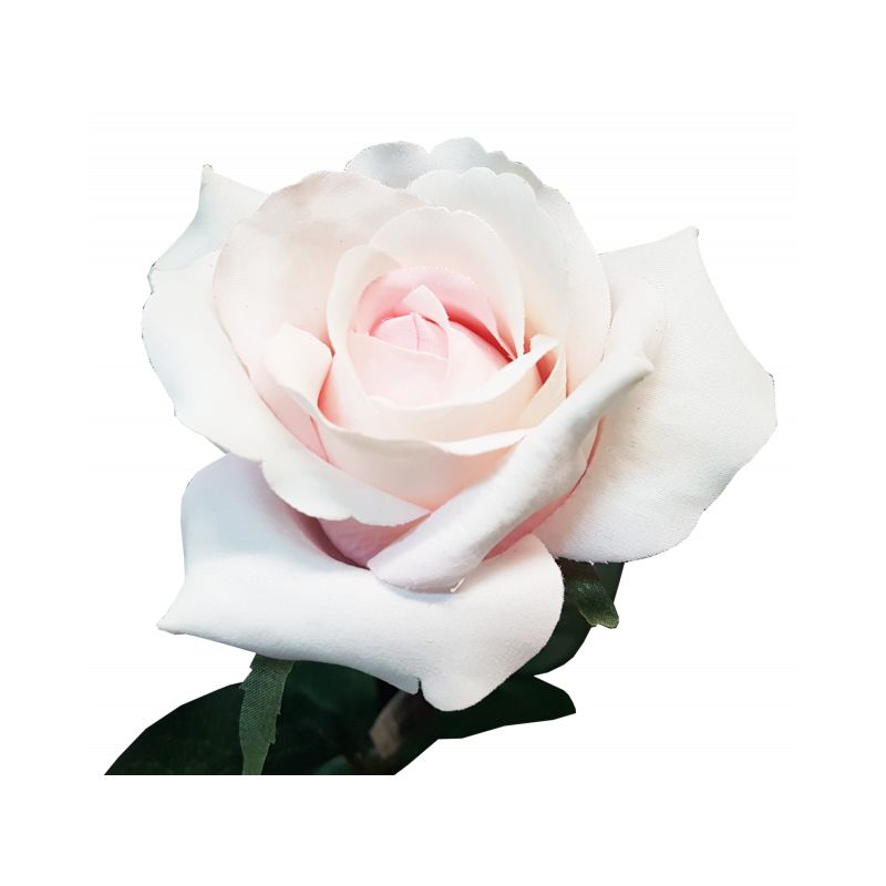 Light Pink Ecuadorian Rose - 67cm x 23cm